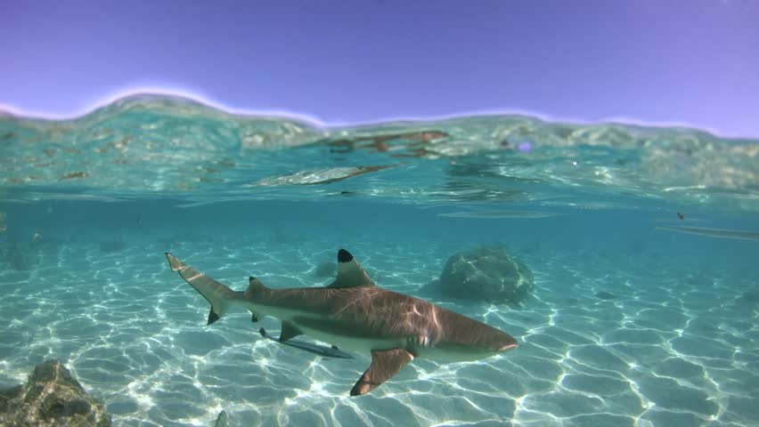 Royalty-free Wild, swimming piglet on Big Majors Cay in Bahamas ...