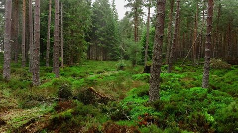 Smooth walk through a fir forest in Scotland - pure nature