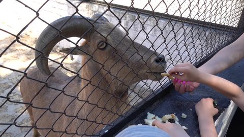 Kherson region, Ukraine - 3d of June 2018: 4K Tour to the Askania-Nova reserve - Children feed a Barbary sheep with bread

