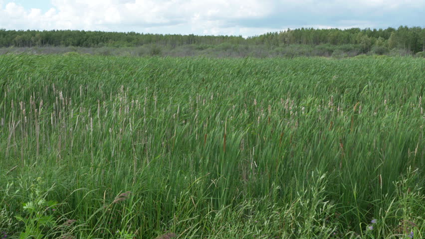 Natural ecosystem, undeveloped prairie land with grass in the Great Plains. ProRes file, shot in 4K UHD.