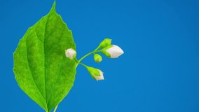 Blooming Time Lapse of White Jasmine Flower. Blue Background. 
