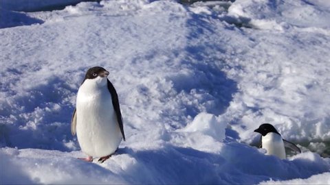 Couple of Adelie penguin on Antarctic coast 