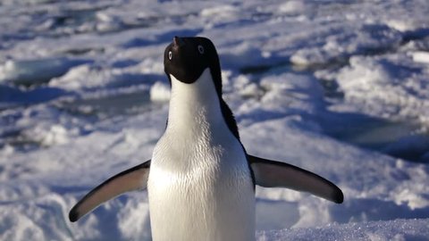Close up view Adelie penguin on the Antarctic coastal