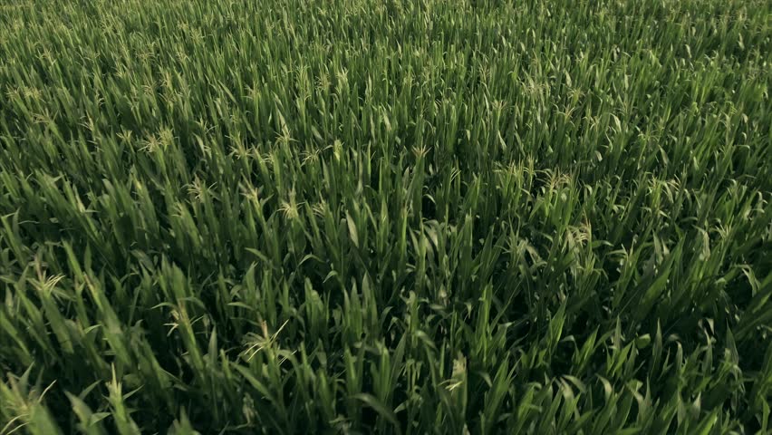 4K. Cornfield. Aerial view. Flying over a golden cornfield in beautiful farmland with sun illuminating the field. Royalty-Free Stock Footage #1014155783