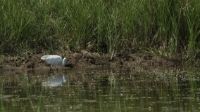A stunning Little Egret (Egretta garzetta) hunting for food in a lake.