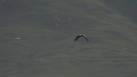  A sea eagle flying in slowmotion