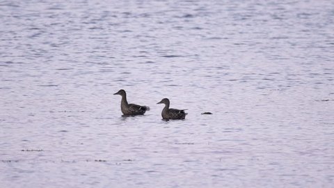 Two mallard duck take off in slowmotion