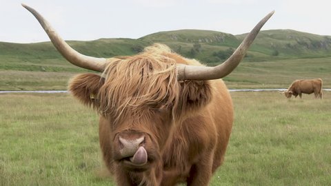 Portrait of highland cow in a field