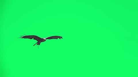 Falconry eagle flying in slow motion - separated on green screen.
