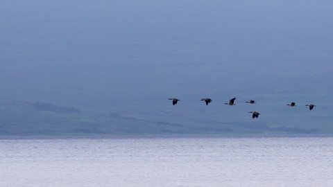 Several barnacle geese flying in slowmotion