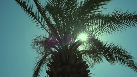 Tropical Palm Tree At Night Stock Footage Video 100 Royalty Free 1020062536 Shutterstock