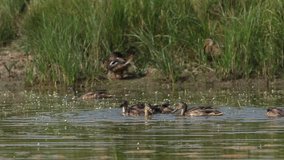 A stunning group of Mallard Duck (Anas platyrhynchos) upending feeding in a lake.