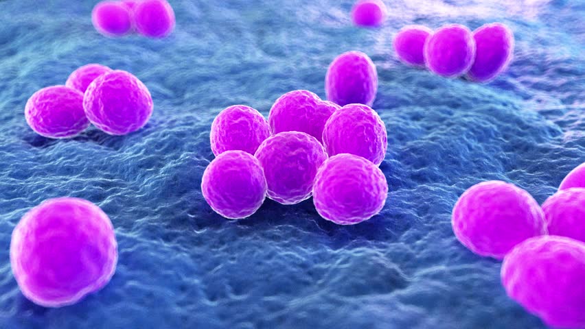 Medically Accurate 3d Animation Mrsa Stock Footage Video (100%  Royalty-free) 1014162188 | Shutterstock