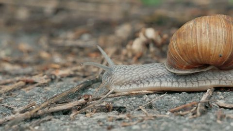 fast Snail is crossing the street. acceleration in 10 times स्टॉक व्हिडिओ