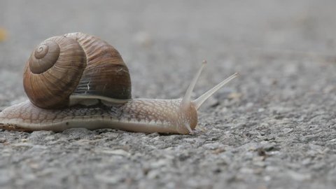 Snail is crossing the street