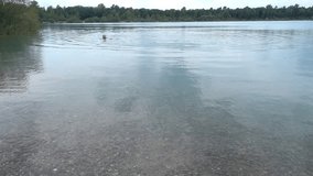 a man is swimming in the lake