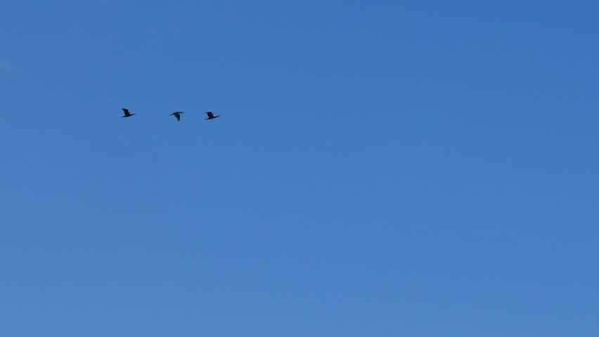 Three black swans flying against blue cloudless sky