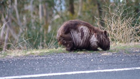 Wombat grazing by the alpine way in the snowy mountains before leaving the frame