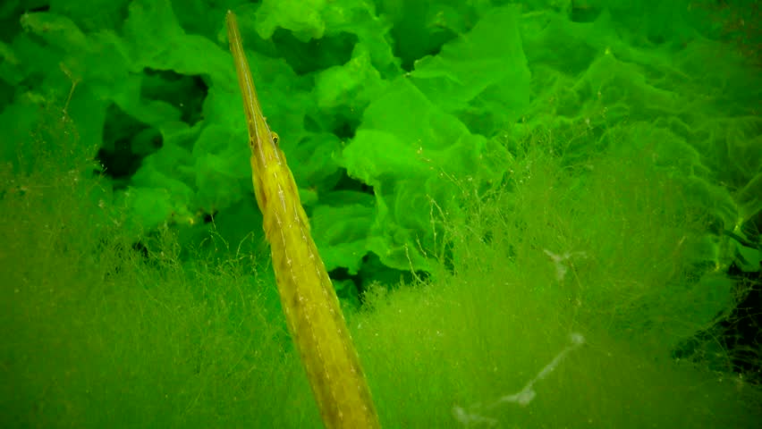 Yellow-green female Broad-nosed pipefish (Syngnathus typhle) in the thickets of seaweed