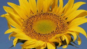 Close-up of yellow sunflower Helianthus annuus plant 4K video