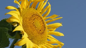 Sunflower plant( Helianthus annuus) details 4K footage