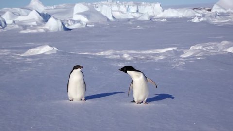Couple of Adelie penguin on Antarctic coast 