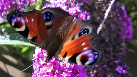 close up of peacock butterfly on lilac bush