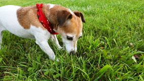 Dog in red Kerchief eating grass otside during the walk. Video footage