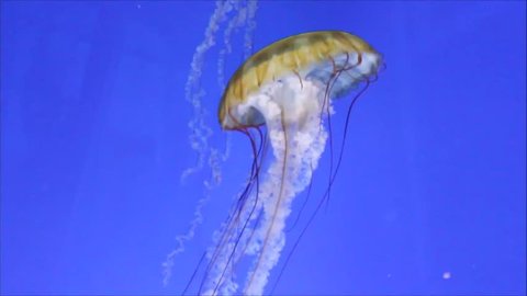jellyfish sea nettle swimming underwater Japanese sea nettle, Pacific sea nettle, Sea Nettle Jellyfish, alive, animal, aquerium, beauty, brown, brown jellyfish, chrysaora stock, footage, video, clip,