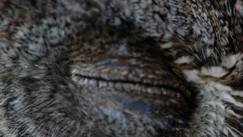 European scops owl (Otus scops) Close up blink eye
