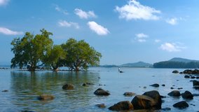 UltraHD video - Lone tourist wades through the shallow. low tide to a stand of mangrove trees. growing behind the protection of boulders near a tropical beach in Southeast Asia.