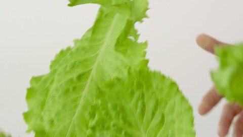 Flying green lettuce leaves on a white background n slow motion