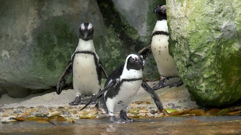 Shot Of African Penguins Entering The Water