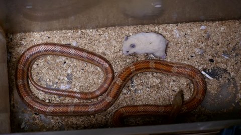 A red corn snake feeding in terrarium. Pantherophis guttatus is a North American specie of rat snake that subdues its small prey by constriction. Corn snake with full mouth swallowing a rat.