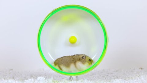 A brown hamster runs on a green wheel, stops to look in camera and continues to run.