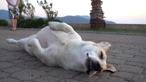 4K Dog sleeps belly up on the street and pries
