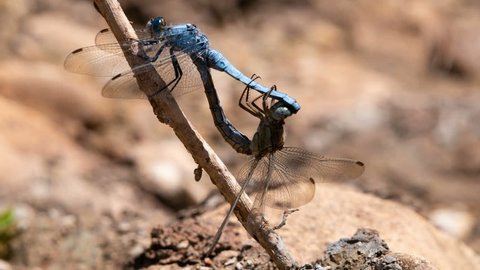 timelapse of two dragonflies in mating