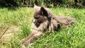 animal maine coon cat lies green garden eat grass