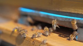 slow motion video apiary. a swarm lifestyle of bees flies into a hive collect the pollen bear honey. beekeeping concept bee agriculture. Honey bees swarming and flying around their beehive