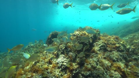 Underwater Green Algae Blue Ocean Fish Stock Photo 761425828 | Shutterstock
