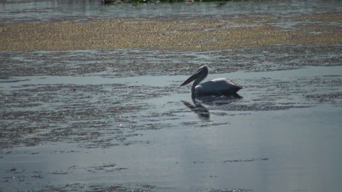 The lake tern attacked the pelican (Pelecanus onocrotalus), which swam into their territory. Lake Kugurluy, Ukraine