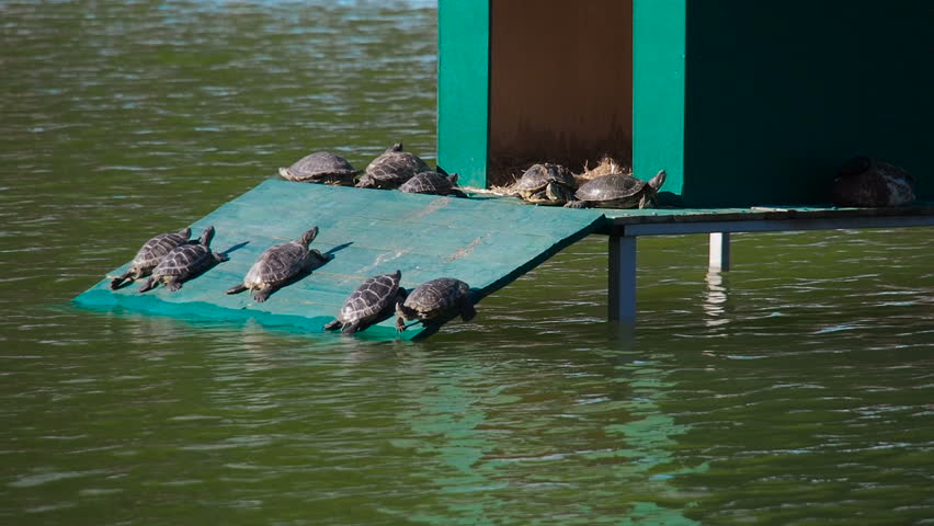 Turtles are basking in the sun.