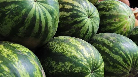 Watermelon and melon harvest close up