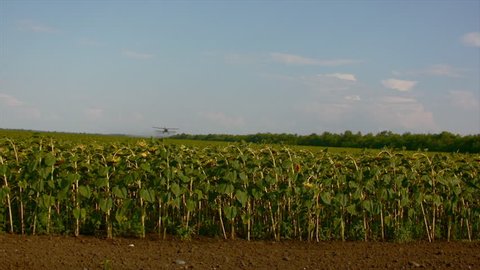 Field with sunflowers, a white hang-glider flying hang glider spray fertilizer over the field with sunflowers.