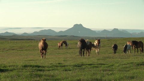 Icelandic horses walking toward camera with Langjokull glacier in background.
