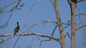 Cormorant nests in a tree. Phalacrocorax carbo. Great Black Cormorant. Vertical Panorama, 4K resolution video.