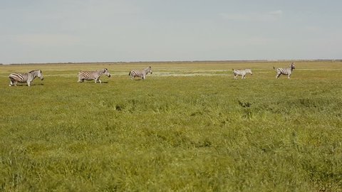 A herd of zebras is grazing in the steppe. Grass is moving on the wind.