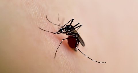 Asian Tiger Mosquito.