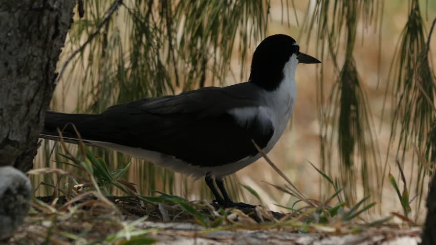 Bridled Tern standing on ground