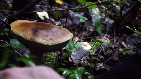 Autumn gathering of mushrooms in the forest